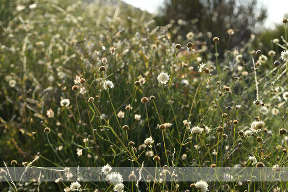 Cephalaria leucantha