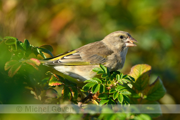 Groenling; Greenfinch; Chloris chloris;