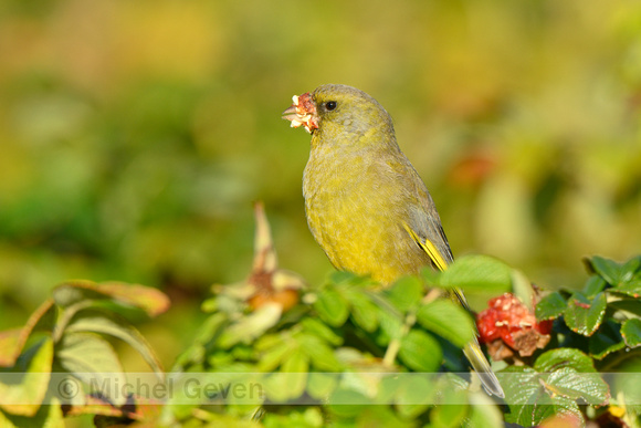 Groenling; Greenfinch; Chloris chloris;