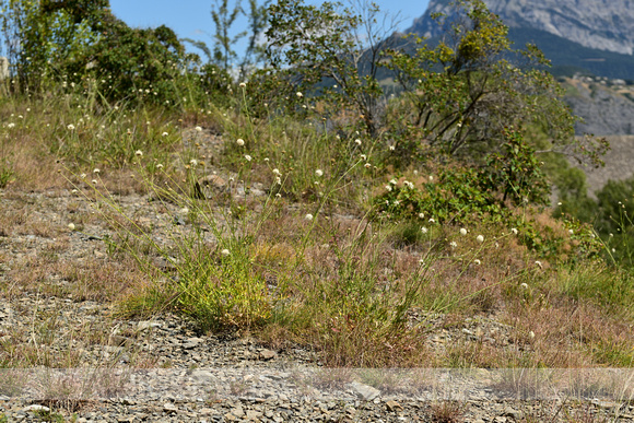 Cephalaria leucantha