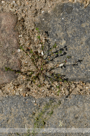 Uitstaande vetmuur; Annual pearlwort; Sagina micropetala