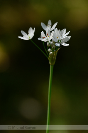 Hairy Garlic; Allium subhirsutum