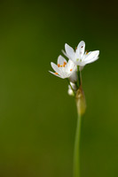 Harig look - Hairy Garlic - Allium subhirsutum