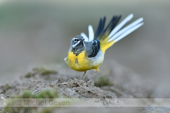 Grote Gele Kwikstaart; Grey Wagtail; Motacilla cinerea