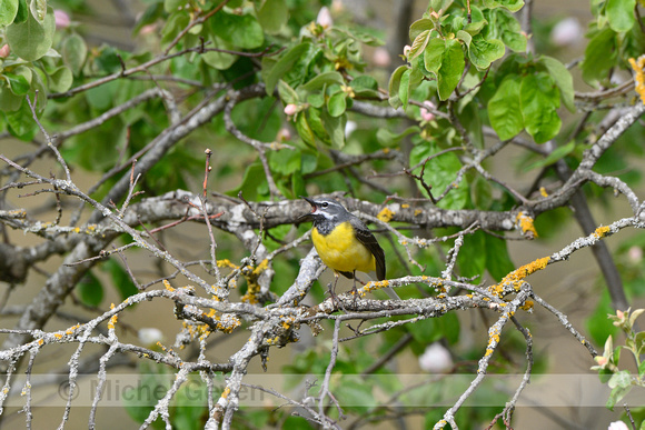 Grote Gele Kwikstaart; Grey Wagtail; Motacilla cinera