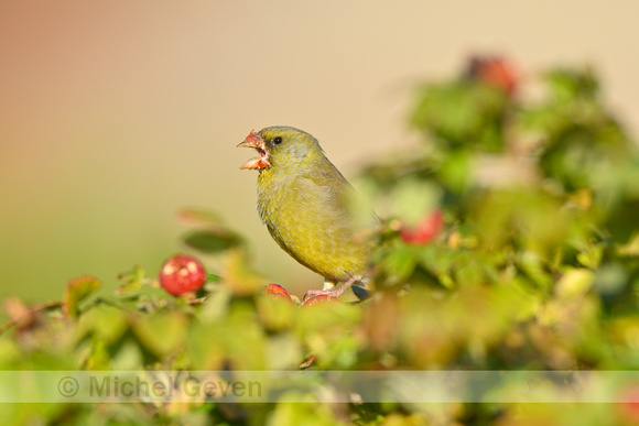 Groenling; Greenfinch; Chloris chloris;