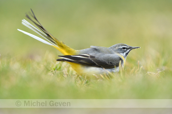 Grote Gele Kwikstaart; Grey Wagtail; Motacilla cinerea