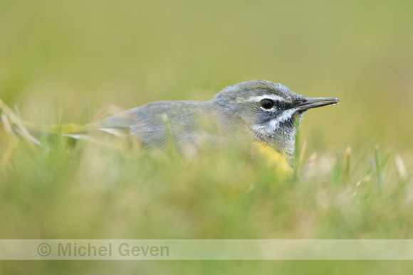 Grote Gele Kwikstaart; Grey Wagtail; Motacilla cinerea