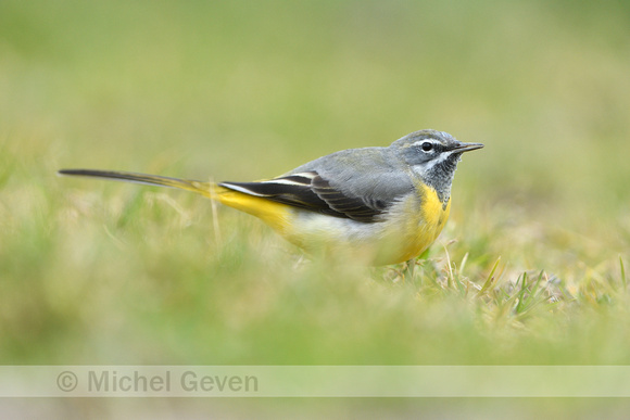 Grote Gele Kwikstaart; Grey Wagtail; Motacilla cinerea