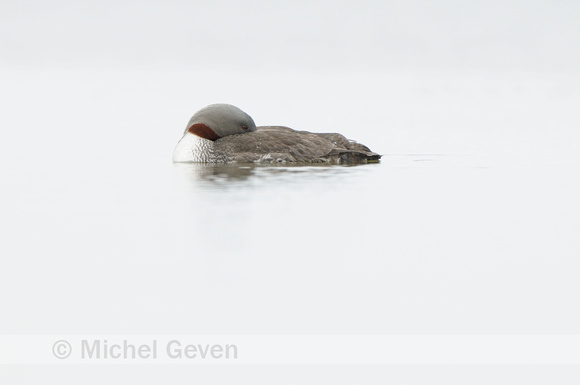 Roodkeelduiker; Red-throated Diver; Gavia stellata