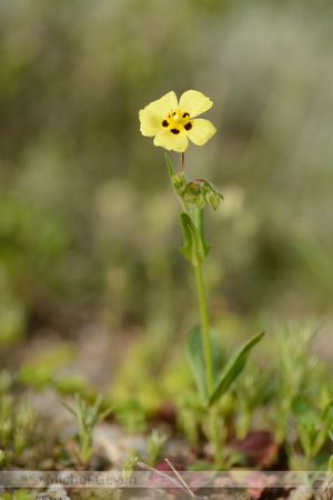 Gevlekt zonneroosje; Spotted Rock-rose; Tuberaria guttata