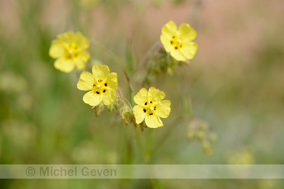 Gevlekt zonneroosje; Spotted Rock-rose; Tuberaria guttata