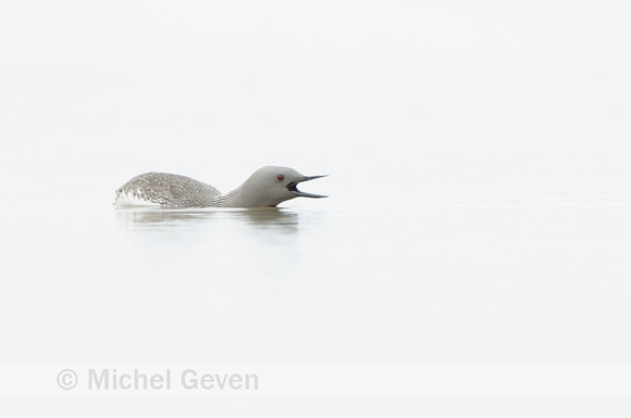 Roodkeelduiker; Red-throated Diver; Gavia stellata