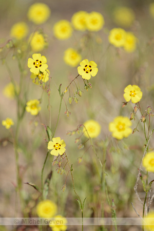 Gevlekt zonneroosje; Spotted Rock-rose; Tuberaria guttata