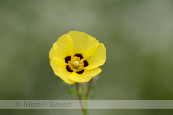 Gevlekt zonneroosje; Spotted Rock-rose; Tuberaria guttata;