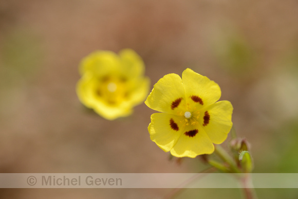 Gevlekt zonneroosje; Spotted Rock-rose; Tuberaria guttata