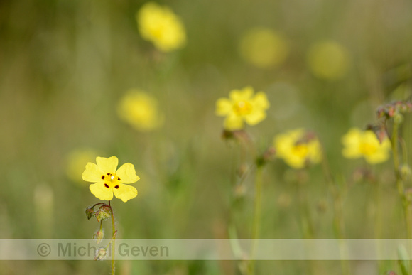 Gevlekt zonneroosje; Spotted Rock-rose; Tuberaria guttata