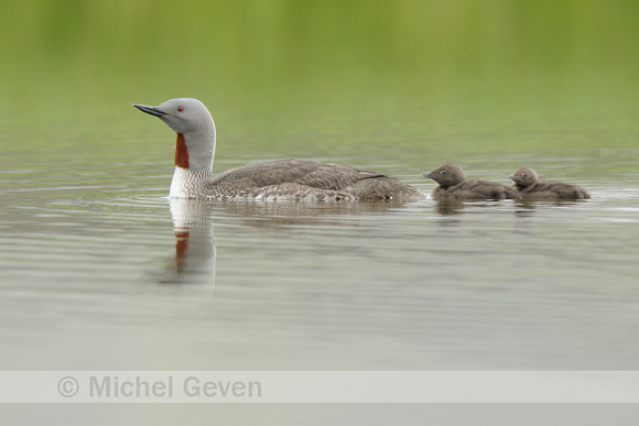 Roodkeelduiker; Red-throated Diver; Gavia stellata