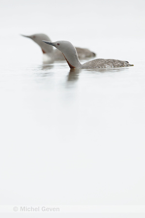 Roodkeelduiker; Red-throated Diver; Gavia stellata