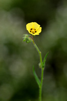 Gevlekt zonneroosje; Spotted Rock-rose; Tuberaria guttata;