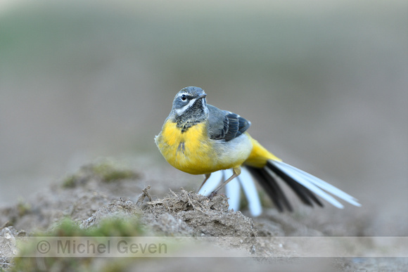 Grote Gele Kwikstaart; Grey Wagtail; Motacilla cinerea