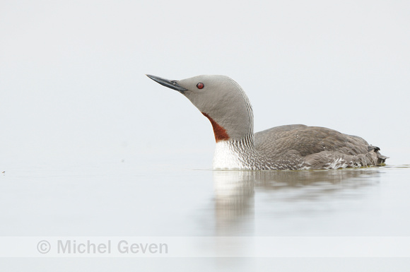 Roodkeelduiker; Red-throated Diver; Gavia stellata