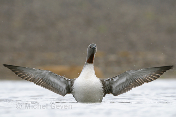 Roodkeelduiker; Red-throated Diver; Gavia stellata