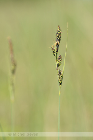 Knotszegge; BuxbaumÕs sedge; Carex buxbaumii