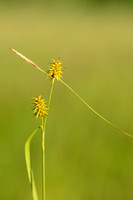 Gele zegge - Large yellow-sedge - Carex flava