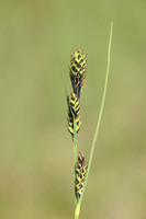 Knotszegge - Buxbaum's sedge - Carex buxbaumii