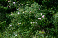 Ruwe viltroos; False harsh Downy-Rose; Rosa psuedoscabriuscala