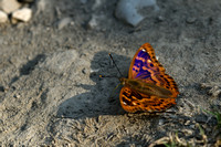 Kleine Weerschijnvlinder; Lesser Purple Emperor; Apatura ilia