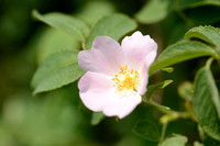 Ruwe viltroos - False harsh Downy-Rose - Rosa psuedoscabriuscala