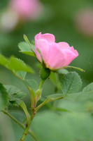 Ruwe viltroos; False harsh Downy-Rose; Rosa psuedoscabriuscala