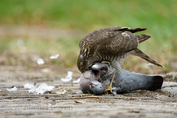 Sperwer: Sparrow Hawk; Accipiter nisus