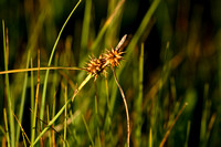 Gele zegge; Large Yellow-sedge; Carex flava