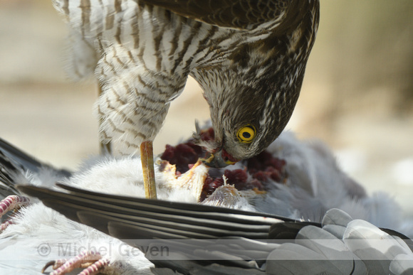 Sperwer: Sparrow Hawk; Accipiter nisus