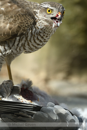 Sperwer: Sparrow Hawk; Accipiter nisus