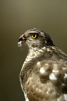 Sperwer: Sparrow Hawk; Accipiter nisus