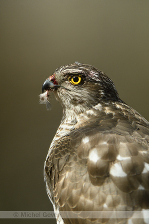 Sperwer: Sparrow Hawk; Accipiter nisus