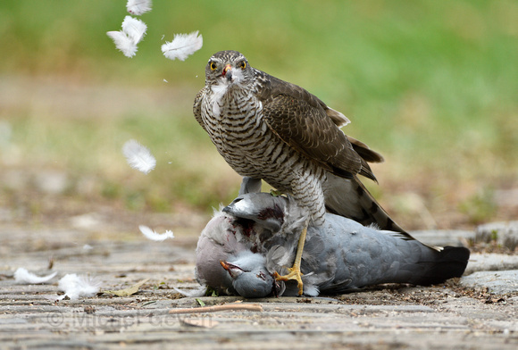 Sperwer: Sparrow Hawk; Accipiter nisus