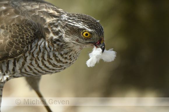 Sperwer: Sparrow Hawk; Accipiter nisus