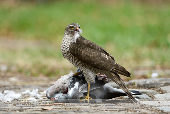 Sperwer: Sparrow Hawk; Accipiter nisus