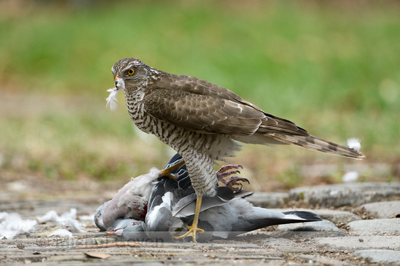 Sperwer: Sparrow Hawk; Accipiter nisus