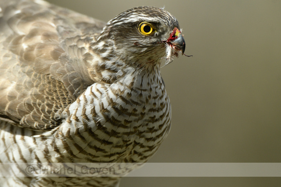 Sperwer: Sparrow Hawk; Accipiter nisus