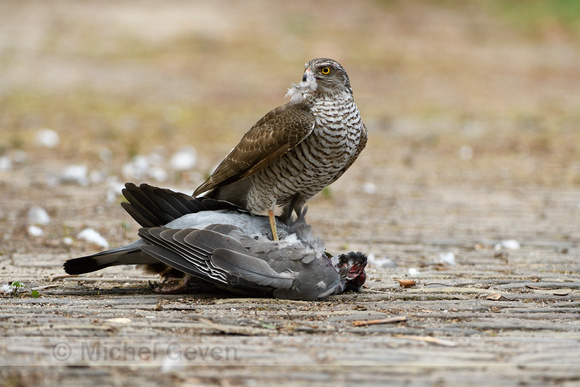 Sperwer: Sparrow Hawk; Accipiter nisus