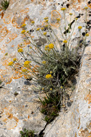 Curry-plant; Helichrysum italicum