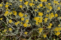 Curry-plant; Helichrysum italicum