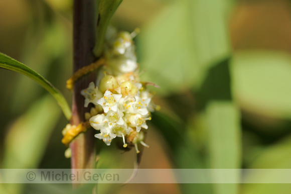 Oeverwarkruid;Common Dodder;Cuscuta gronovii