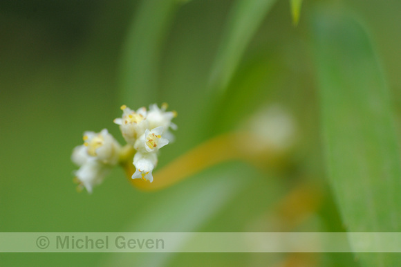 Oeverwarkruid;Common Dodder;Cuscuta gronovii